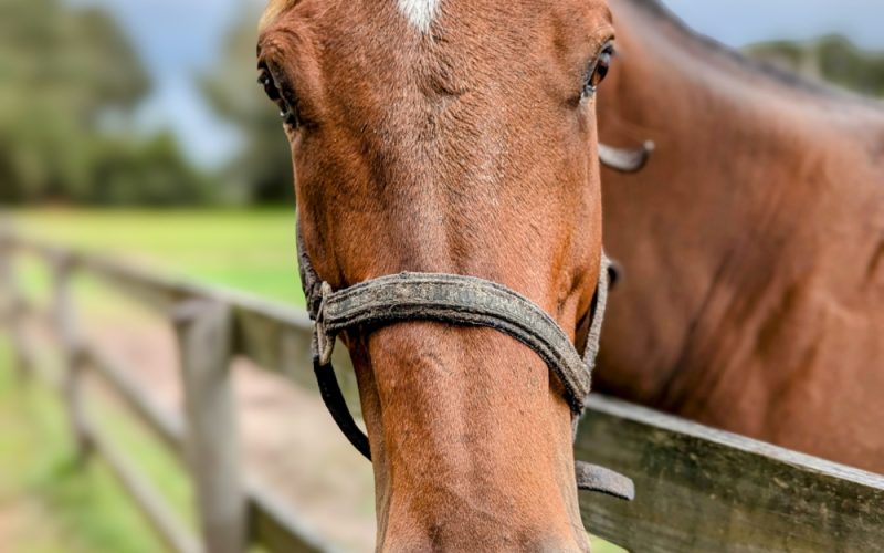 Cavallo
